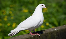 （成交）信鴿拍賣(mài)