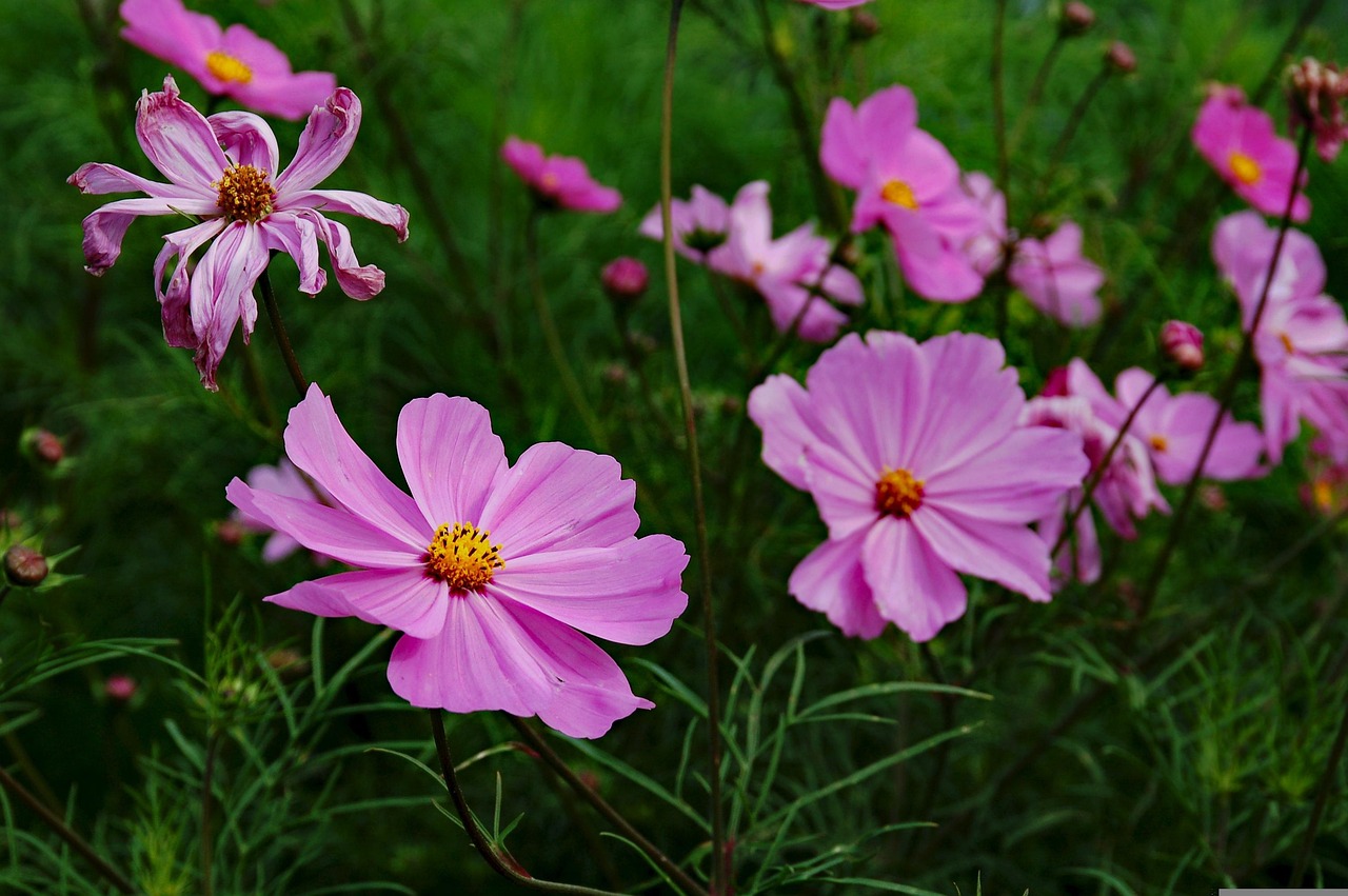 三峽花苑，時代風采與花朵的綻放同步前行