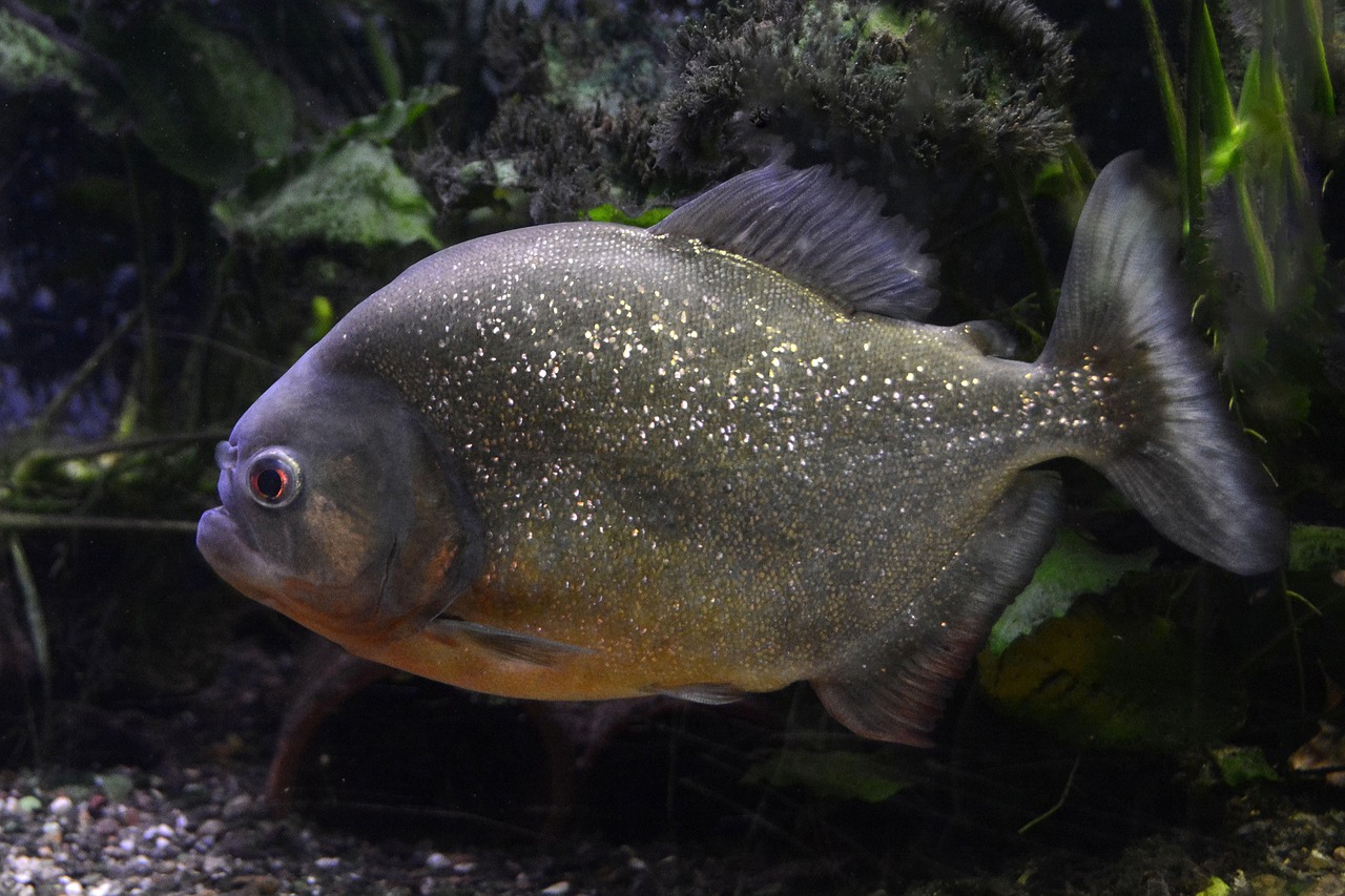 魚(yú)魚(yú)農(nóng)牧場(chǎng)助手最新版，智能化農(nóng)業(yè)管理的得力助手揭秘